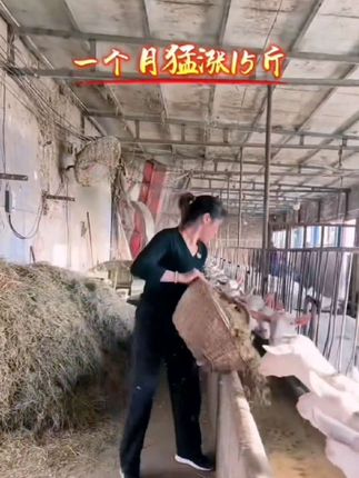 驰诚畜牧专业养殖#驰诚兽药 #养羊技术分享 #养羊 #农村养羊 #养羊知识