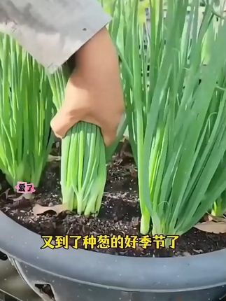 红葱头干葱头火葱黄葱沙葱新鲜小香葱熬葱油特香包邮#红葱头 #香葱种植 #小香葱 #香葱种子 #火葱种子