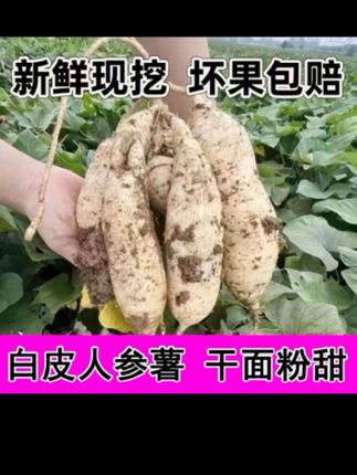 这个就是传说中的白皮人参薯,它的口感跟其它的红薯真的不一样,吃起来又粉又糯,还特别的香甜,就像吃板栗一样。#快来一起尝个鲜 #软糯香甜 #抖音推广 #新鲜采摘 #舌尖上的味道