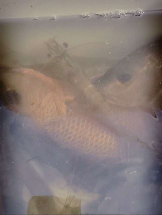 往大海方向冲呀!#热门话题 #海钓 #海鱼#红油#红鸡