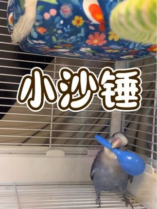 鹦鹉是有多好动呀 一天都不带闲着#鹦鹉玩具#小沙锤#鹦鹉解闷玩具#鹦鹉啃咬玩具#鹦鹉拆家