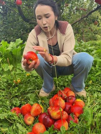 林芝苹果69十斤