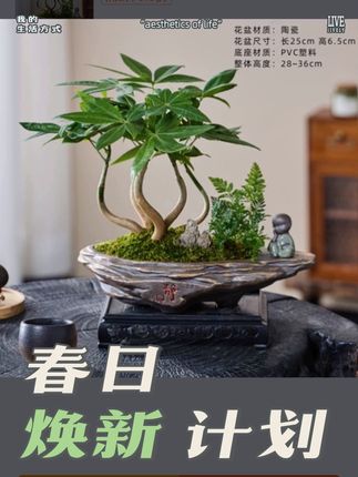 五福奇趣发财树,寓意好,好看又好养,送礼,自养都不错#绿植盆栽 #室内绿植 #绿植 #花卉绿植 #盆景艺术 @DOU+小助手