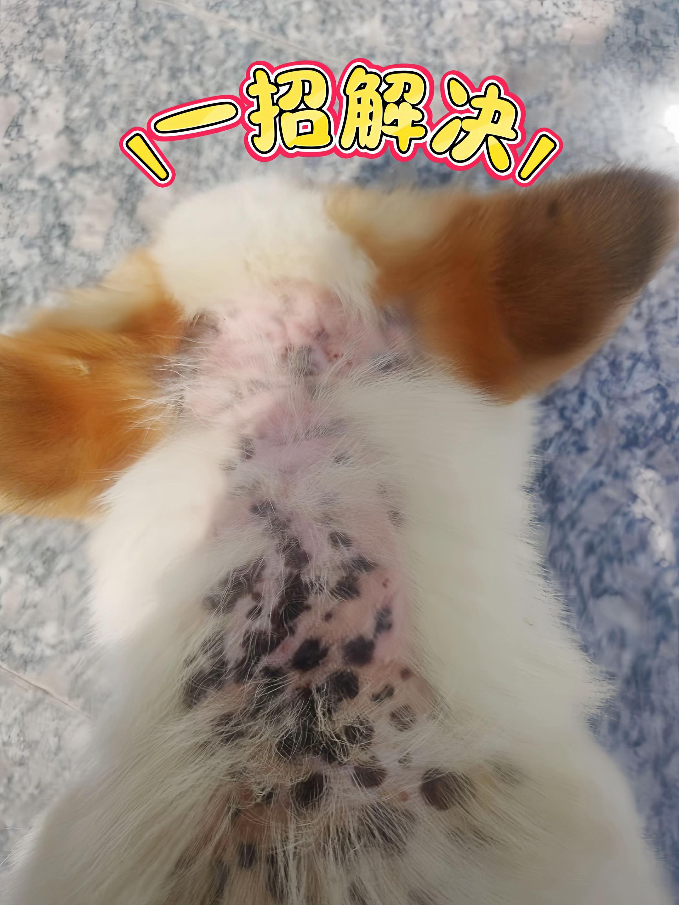 #养狗经验分享 #养狗小知识 #科学养宠攻略 #强烈推荐 #狗狗🐶