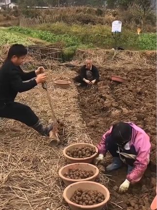 新鲜应季马蹄,又叫荸荠,脆甜多汁,入口化渣,直接吃,炒着吃,煲汤都好吃 #马蹄荸荠 #优质农产品 #现挖现发