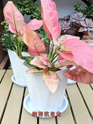 清仓捡漏大号菱形钻石花盆加厚加大简约家用天堂鸟盆 天堂鸟等大型绿植选盆难?这款清仓菱形钻石花盆正合适!简约设计适配各种家装,加厚材质结实耐用,加大尺寸给根系充足生长空间。无需高价,现在捡漏就能入手,让绿植稳稳扎根,为家添一抹自然生机,性价比拉满~#花盆推荐 #花盆 #透气花盆 #超便宜超划算 #爱生活爱养花
