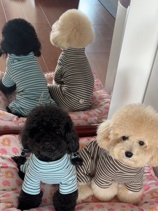 软软乎乎的四腿家居服,狗宝儿穿上舒服又好看,天冷还能当个打底衫穿#萌宠好物#狗狗衣服#狗狗