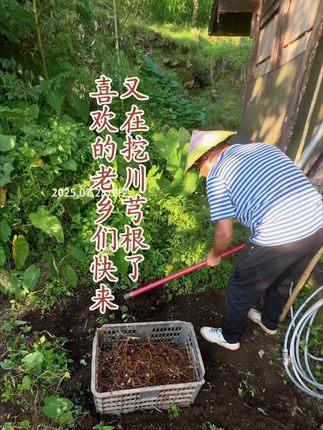 今天来段大哥家挖了11斤川芎根。 #我的乡村生活 #云南特产 #腾冲 #特色农产品 #乡村守护人