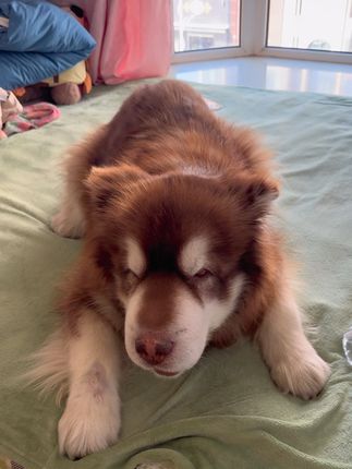 狗昭:我今天又挨揍了…还好家里人多…#阿拉斯昭 #阿拉斯加犬 #阿拉斯猪 #狗狗也有隔辈亲