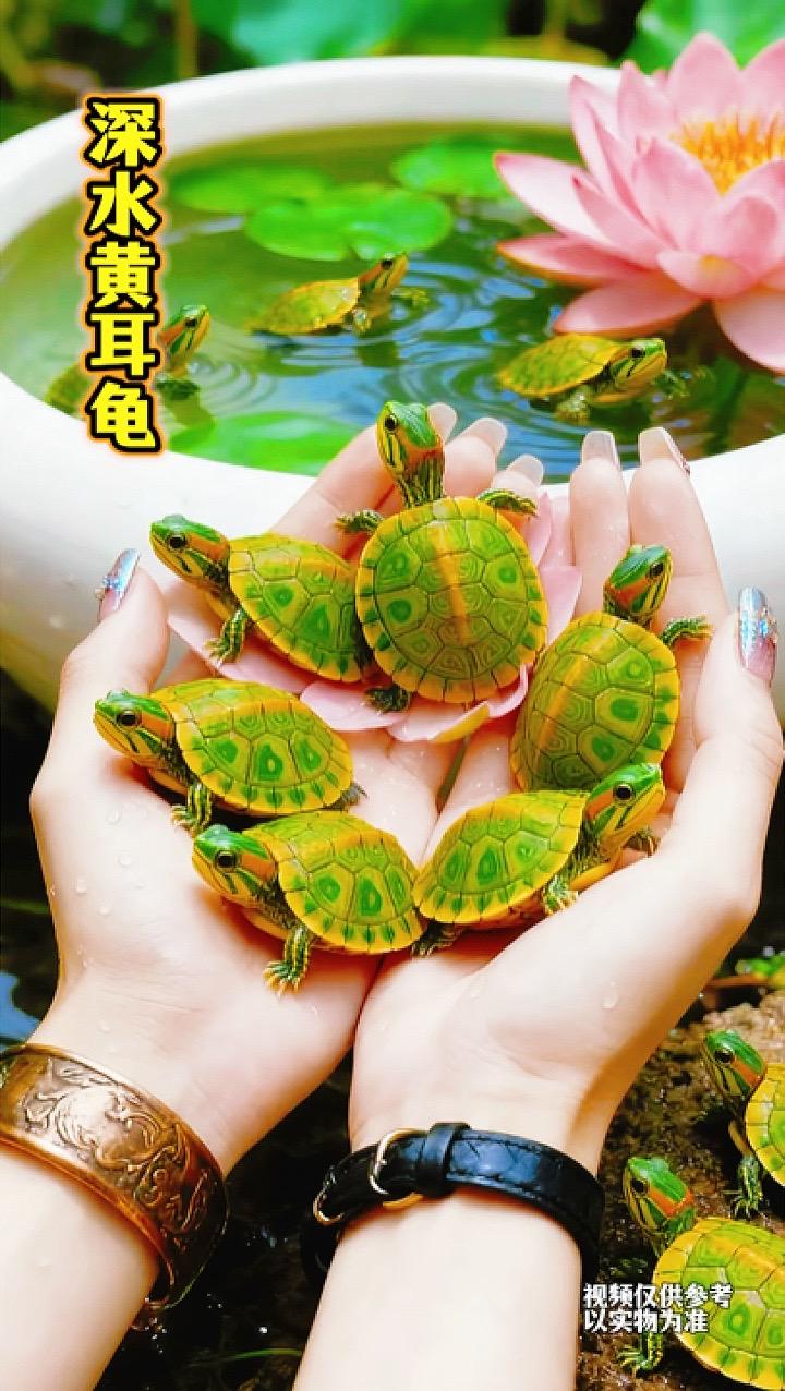 2. 谁懂啊!养黄耳龟后直接省了鱼缸清洁费!圆溜溜的脑袋埋进水里,一口一个食物残渣,连过滤都跟着轻松了,这“天然清洁工”简直是水族箱的隐藏彩蛋!  3. 警告!养黄耳龟会让人变懒!本来还天天刷缸换水,现在全靠它当“水下保洁员”,啃藻啃剩饭超卖力,只负责赏龟晒太阳的日子也太爽了吧!#养鱼人 #鱼缸里的大自然 #观赏鱼 #养龟 #宠物龟