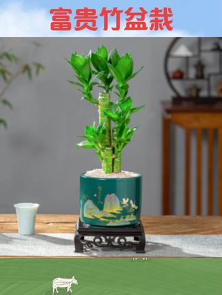 #富贵竹盆栽 富贵竹盆栽室内客厅桌面招财绿植花卉植物中式禅意四季常青好养活#富贵竹绿植 #室内绿植 #盆栽推荐 #好物推荐🔥