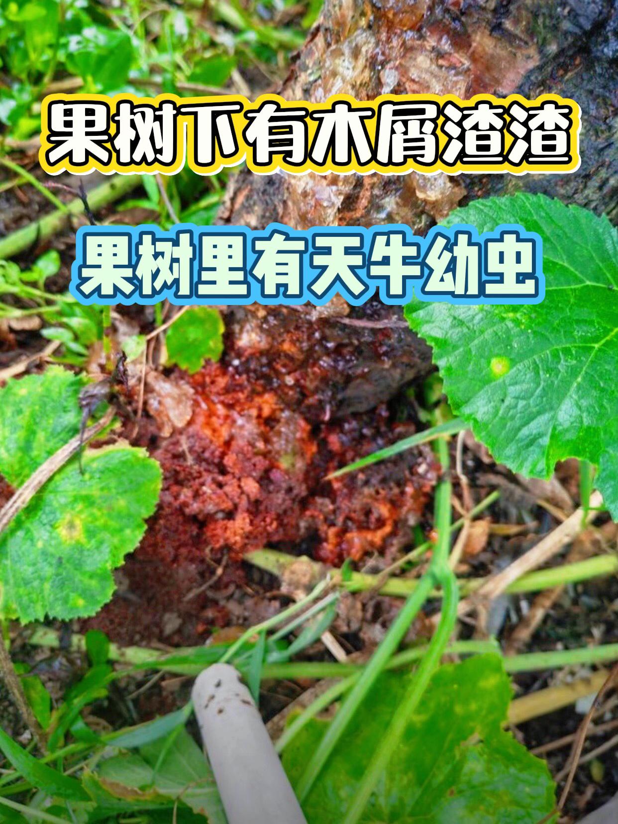 要是发现家里桃树底下有这种像木屑一样的东西啊,那您呢,可得注意了,这其实啊是专门啃食桃树树干的天牛幼虫的粪便,我们要是不及时去处理这个天牛幼虫啊,他们就会躲在桃树树干里面不停的祸害我们的桃树,您看这棵桃树没有及时的去处理,现在呢,树士枯萎,今年啊都不怎么结桃子了,其实呢,对付它们也简单,我们可以用这款天牛专用的喷雾杀虫剂啊,对着天牛幼虫钻的孔洞呢,直接的喷雾药液呢,就会顺着孔洞进入天牛幼种,闻到气味或者接触到药液呢,就会嗝屁了,非常的方便,像我们家里种的桃树,无花果树,苹果树,樱桃树啊等果树,如果遇到天牛幼虫祸害的呢,都可以用这款天牛喷雾器处理,好用啊,还便宜,点左下角就能买到。#果树种植 #快来围观 #三农种植 #天牛幼虫 #天牛克星