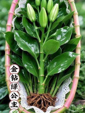 驱蚊水培竹柏盆栽。,想给家居空间加一抹灵动绿意?试试竹柏水培盆栽呀! ,🌿 四季都保持青翠,往客厅、卧室、桌面一摆,清新自然氛围直接拉满~作为超有人气的室内绿植,它自带淡雅气息,给日常营造舒适感,用天然属性给居家环境添独特魅力✨ ,水培超省心!不用复杂养护,简单打理就能让绿意常伴~要是你想在家打造宁静自然小角落,选它准没错,静静给生活空间注入生机活力💦 #水培竹柏 #水培植物 #竹柏 #净化空气 #室内绿植.