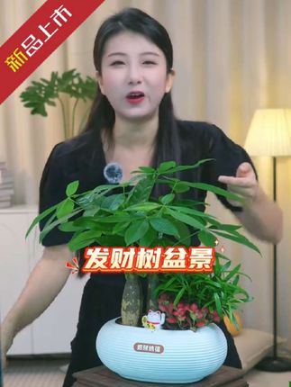 #好物推荐🔥 #发财树 #发财树盆栽 #基地直发 #花卉绿植