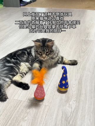 别小瞧这个不倒翁玩具,猫咪真的超喜欢!#逗猫神器 #猫咪玩具