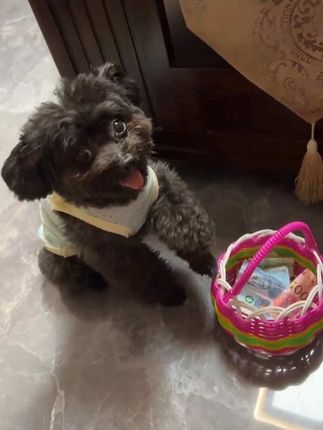 李小宝太抠门了,给银宝芒果做驱虫还要收钱!养狗狗一定要按时做驱虫,这款杰维士的驱虫价格不贵,效果还好!#驱虫 #李小宝 #年年小公主