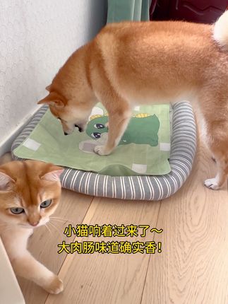 狗狗磨牙解馋零食,鸭肉味风干肠~ 肉香浓郁,小猫闻了都说香! #磨牙零食 #狗狗零食 #家有萌宠 #狗狗