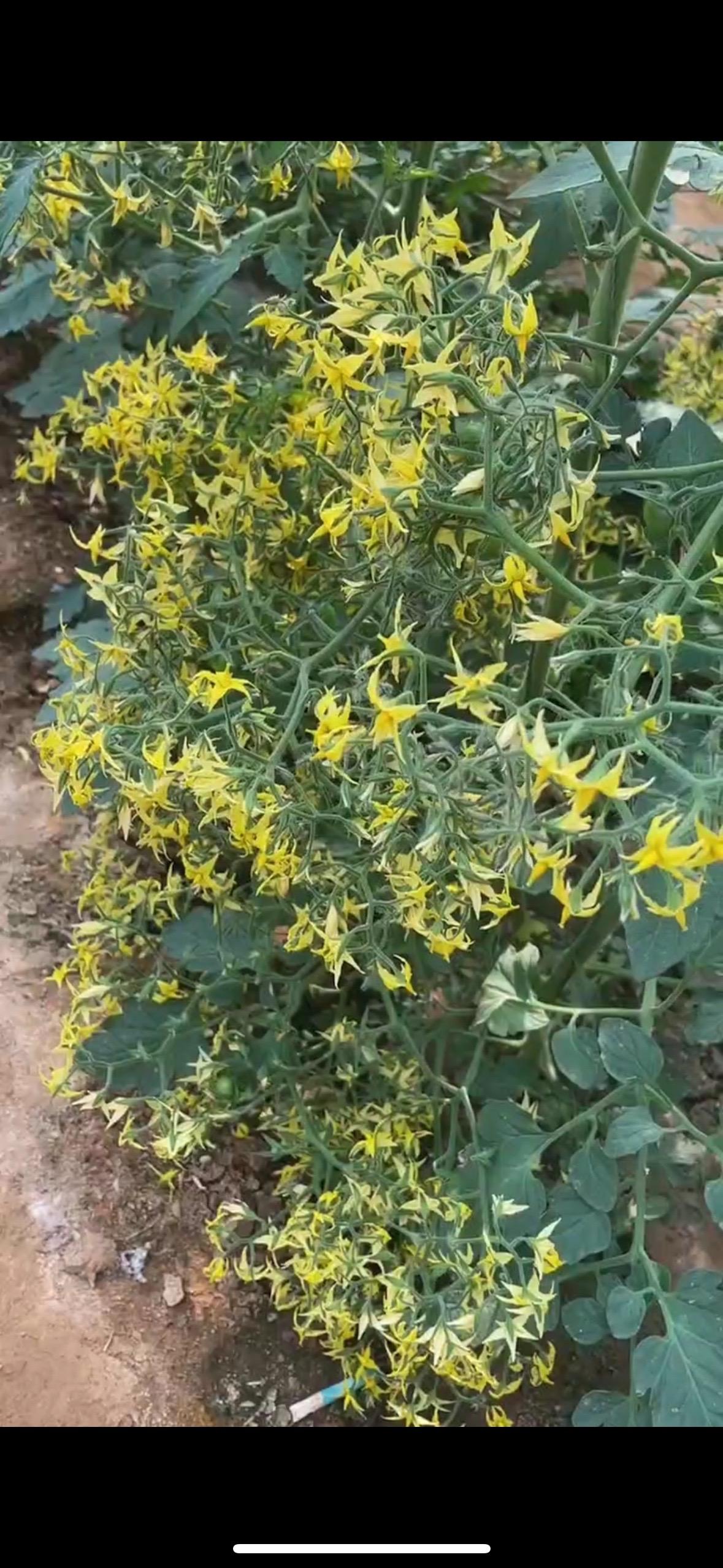 西红柿打药的时候加上他,西红柿促花增产就用 #促花肥 #西红柿高产 #花芽分化素 #促花芽分化 #花芽分化素