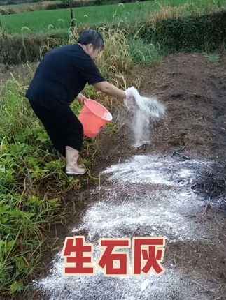 厂家批发石灰菜地驱虫净化水质,喜欢的这里下单。
