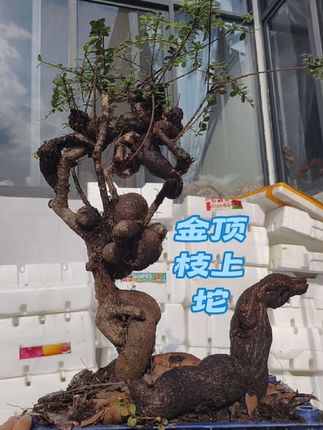 #花卉绿植#精品盆景