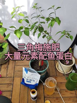 三角梅施肥:大量元素配鱼蛋白,稀释灌根,生长期半月一次。①大量元素水溶肥:补充氮(N)、磷(P)、钾(K),满足三角梅枝叶生长②鱼蛋白水溶肥:富含氨基酸、小分子肽、有机质及微量元素,能改善土壤环境、促进根系吸收、增强植株抗寒抗旱能力。#大量元素水溶肥 #鱼蛋白水溶肥 #三角梅施肥 #施肥 #养花小知识