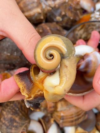 #海鲜美食诱惑你 #快来一起尝个鲜 #海鲜 #猫眼螺