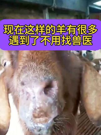 #养羊人#农村养羊#养羊创业#自繁自养#每天分享牛羊养殖小知识