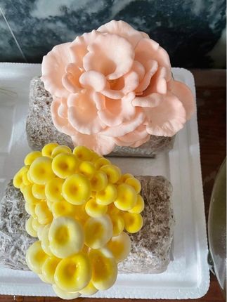多品种可选,食用菌包家庭栽培种植。