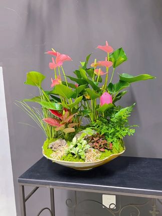 #粉掌 #室内盆栽 #我的花花草草🌸🌸 #好看的花一定要分享给你 #绿植