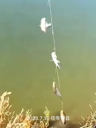 渔具钓鱼串钩钓组翘嘴鱼皮串钩虾夜光路亚假饵海竿仿生假饵钓鱼钩#钓鱼