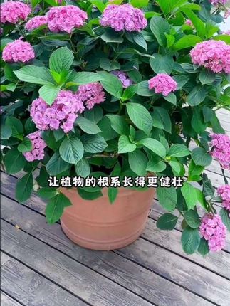 羊粪发酵有机肥花卉蔬菜瓜果专用纯鸡粪种菜养花通用腐熟羊粪肥料#家庭种植 #三农种植 #绿植盆栽 #种植