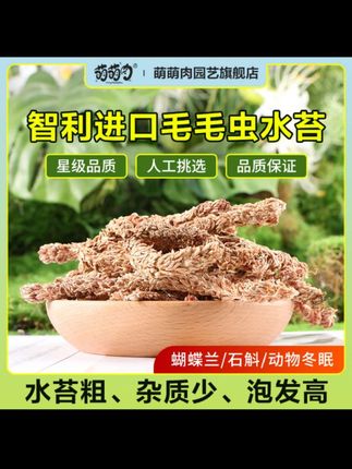 智利毛毛虫水苔 #水苔#智利毛毛虫水苔 #水苔种植蝴蝶兰