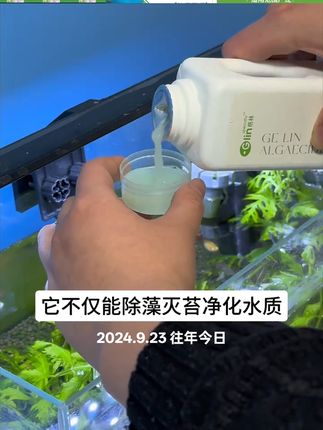 鱼缸爆藻怎么办?可以用升级版除藻剂#鱼缸长藻#观赏鱼#鱼缸爆藻#养鱼日记