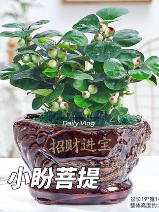 菩提树盆栽盆景小盼菩提带果发货四季常青树绿植室内客厅阳台植物#小盼菩提 #盆景绿植 #室内盆栽 #四季常青 #菩提树