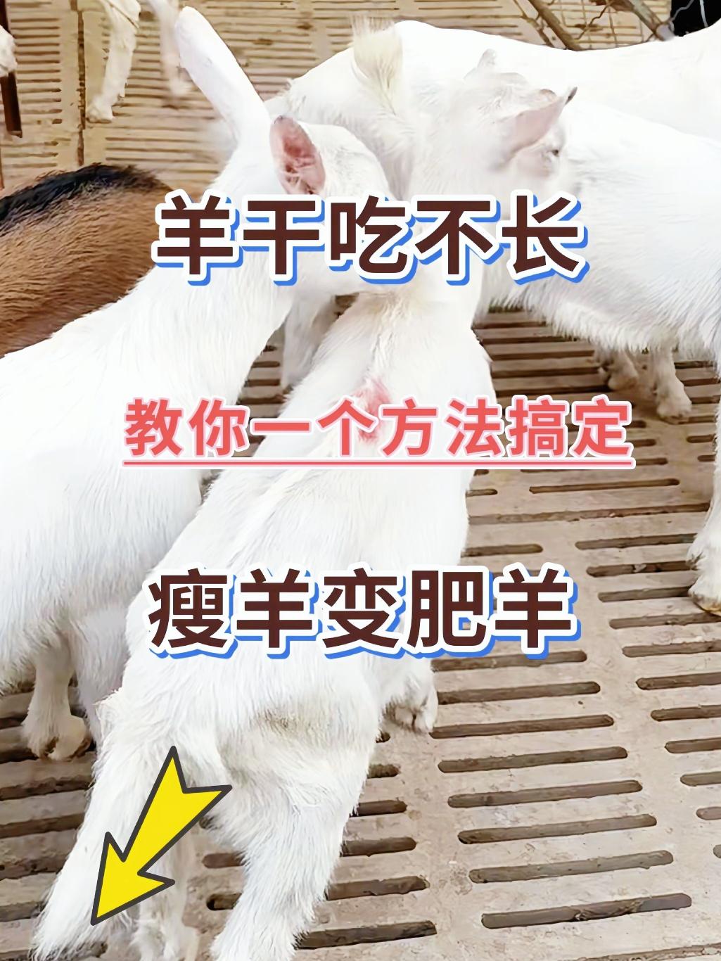 健胃消食快养羊户都在用。#农村养羊#养殖人加油#养殖常备#畜牧养殖#每天分享养殖小知识