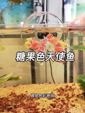 好看好养的糖果天使鱼,只要把它放进鱼缸就能还你一个童话世界#养鱼日记 #观赏鱼 #天使鱼 #新手养鱼