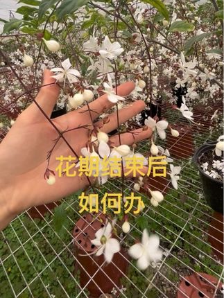 花期结束后咋办?