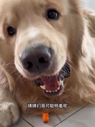 让小狗猜哪只手里有吃的真的好使 不爱吃的胡萝卜都吃了 #当你有只嘴馋小狗 #傻狗的日常 #宠率 #狗粮 #金毛狗粮