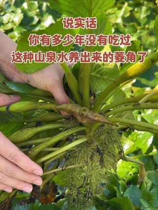 #优质农产品 #三农流量扶持计划 #江西#菱角#农村美食 实话实说,你有多少年没有吃过这种山泉水养出来的菱角了?
