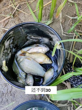 两个多月没钓了、手艺还在、没忘记调漂🤣🤣#户外钓鱼 #小赵钓鱼记