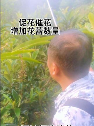 促花催花,增加花蕾和开花结果的数量#种植小技巧