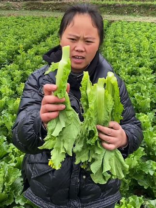 #蔬菜种子 喜欢种菜的朋友们,赶紧来试试这个高产耐寒速生白菜苔种子吧,阳台,小院四季均可种植,侧芽多枝,多茬采收,生长速度快,种植简单,清炒,烫火锅,凉拌都非常好吃,口感清甜爽口#白菜苔 #优质农产品 #在家种菜 #蔬菜种植