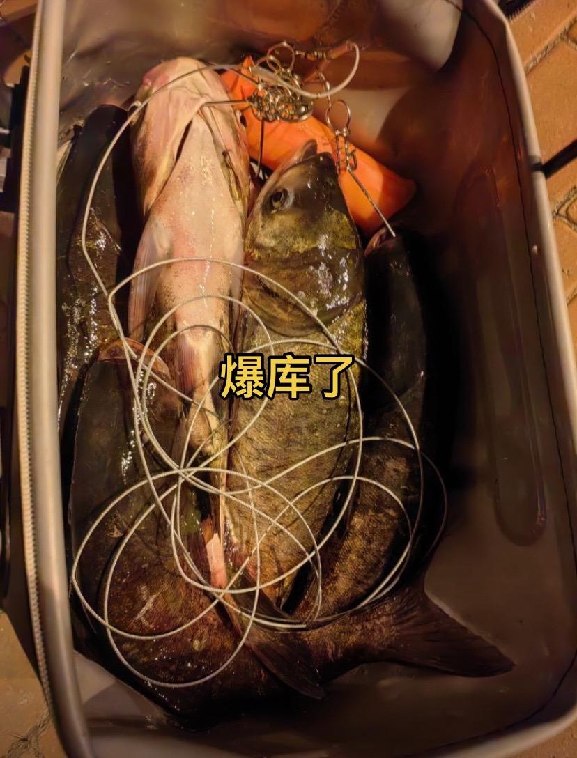 白鲨浮钓鲢鳙饵料手杆专用颗粒花白鲢鱼大头。#钓鱼#钓鱼🎣#路滑钓法 #路亚野钓 #钓鱼的乐趣只有钓鱼人懂