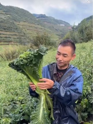 家人们,你们看贵州高山上的大白菜,现在正是吃白菜的季节,这个#白菜 真的是又嫩又好吃。#应季蔬菜 #新鲜蔬菜 #优质农产品 #青口白菜