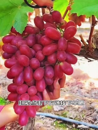 大凉山克伦生无籽红提葡萄 真就是一口一个爆汁香甜的#好吃到停不下来 #优质农产品 #克伦生无籽红提 #老人小孩都爱吃 #新鲜应季水果
