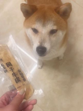#狗狗#萌宠出道计划 #柴犬#狗狗的心思都写在脸上了 #萌宠日常记录