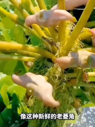 洪湖产地现摘直发,新鲜老菱角湖北农家土特产粉糯香甜可口,生菱角当季新鲜菱角