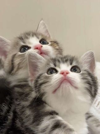 欢迎进入咪的世界#猫咪#小猫咪是看不腻的#猫咪怼脸拍