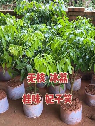 颗颗都是精品,分枝树形好看,棒棒糖树形 #果苗供应 #盆栽地栽 #荔枝树苗