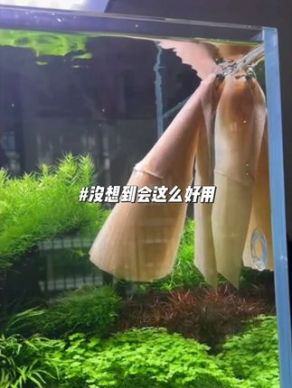 鱼缸水黄试试色母片#色母片 #色母片防串色 #色母片吸附色素 #色母片纳米防串色吸色片
